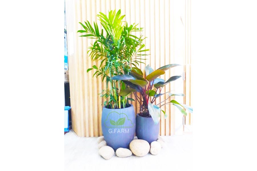 Mẫu thiết kế sân vườn Nhà hàng - Quán Cafe - Phong cách Phối hợp (Mã GF62)