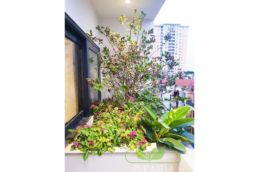 Mẫu thiết kế sân vườn Nhà phố - Phong cách Phối hợp (Mã GF63)