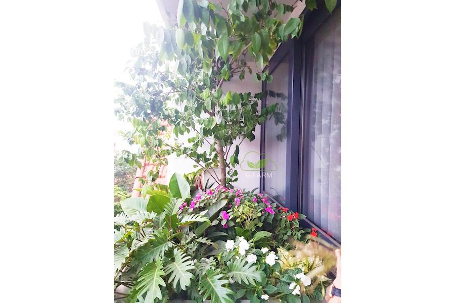 Mẫu thiết kế sân vườn Nhà phố - Phong cách Phối hợp (Mã GF64)