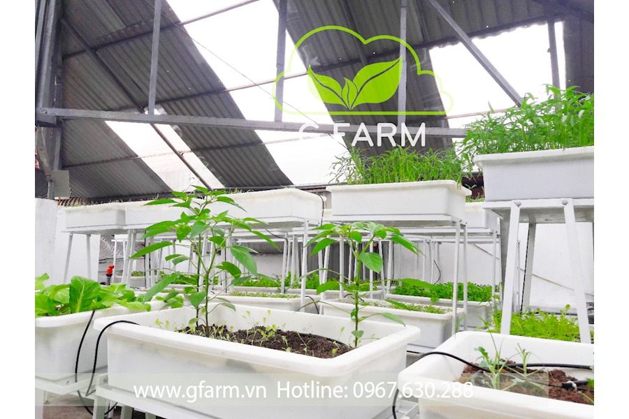 Mẫu thiết kế Rau sạch sân vườn (Mã GF66)