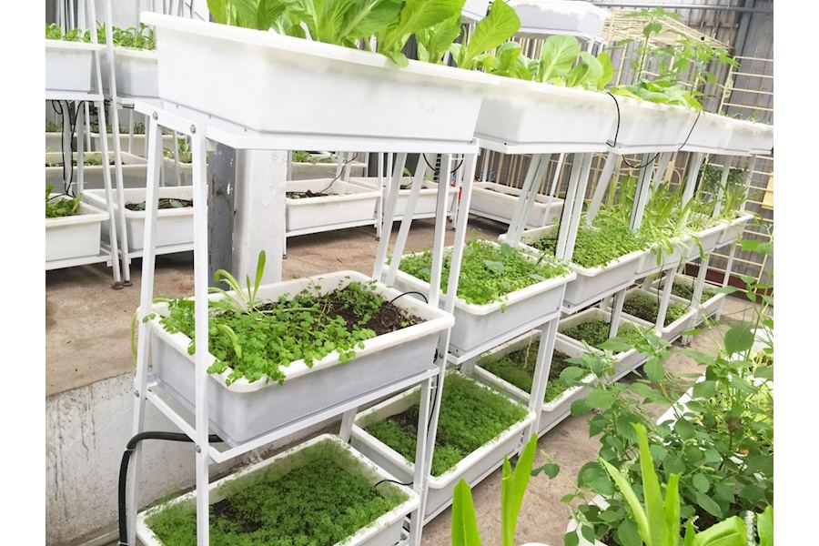 Mẫu thiết kế Rau sạch sân vườn (Mã GF66)