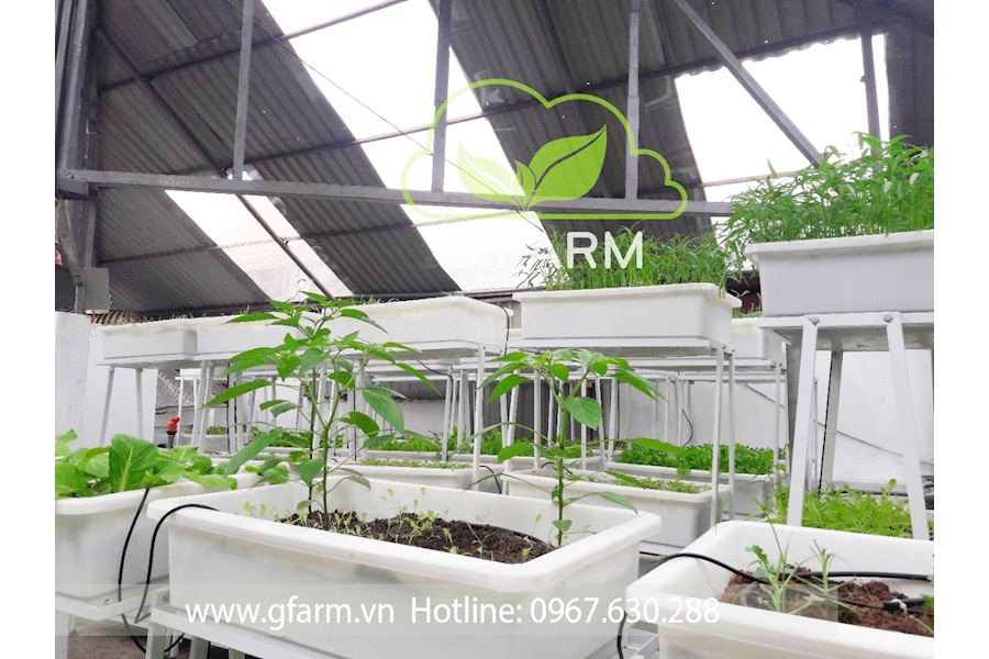 Mẫu thiết kế Rau sạch sân vườn (Mã GF66)