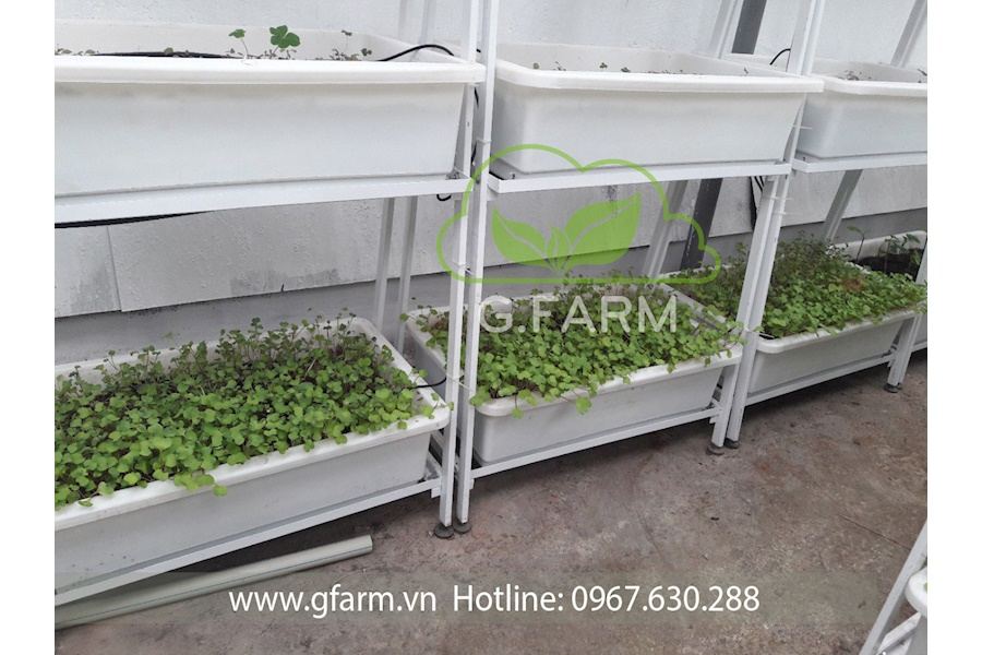 Mẫu thiết kế Rau sạch sân vườn (Mã GF66)