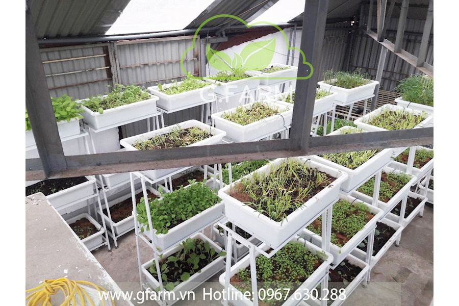 Mẫu thiết kế Rau sạch sân vườn (Mã GF66)