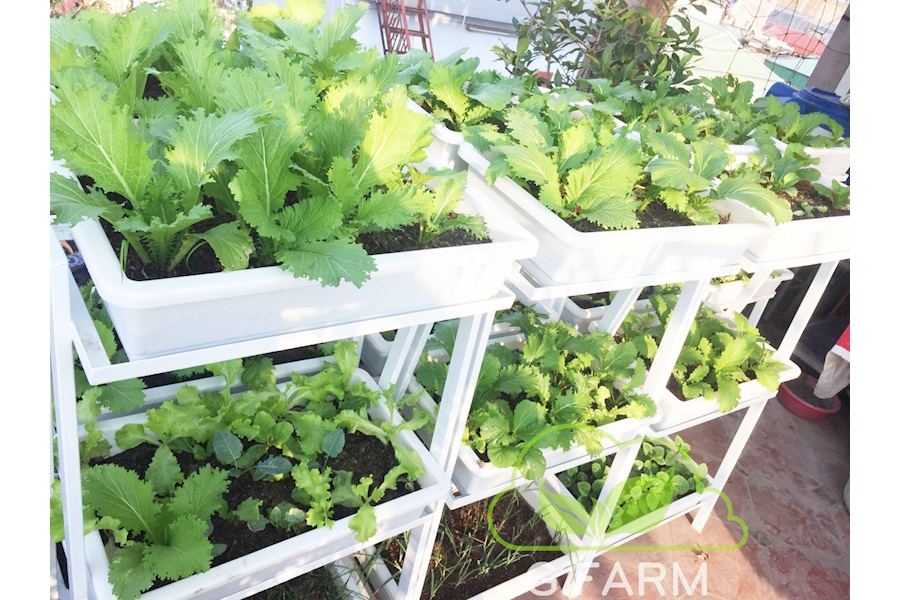 Mẫu thiết kế Rau sạch sân vườn (Mã GF67)