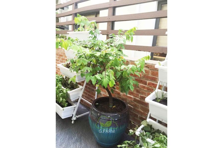 Mẫu thiết kế Rau sạch sân vườn (Mã GF68)