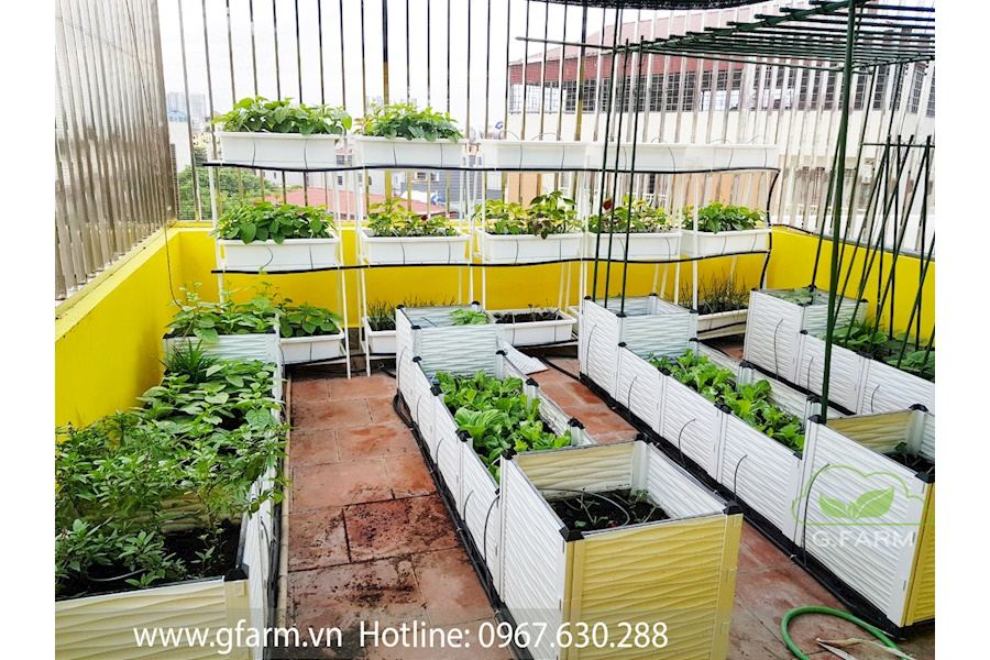 Mẫu thiết kế Rau sạch sân vườn (Mã GF69)