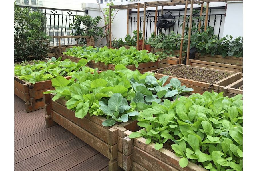 Mẫu thiết kế Rau sạch sân vườn (Mã GF70)