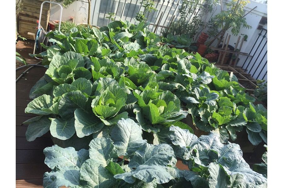 Mẫu thiết kế Rau sạch sân vườn (Mã GF70)