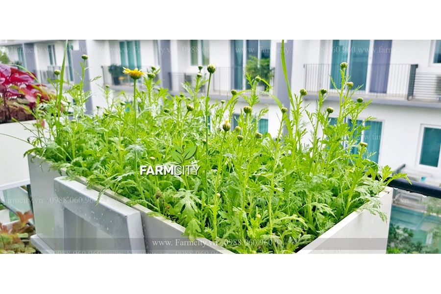 Mẫu thiết kế Rau sạch sân vườn (Mã GF71)