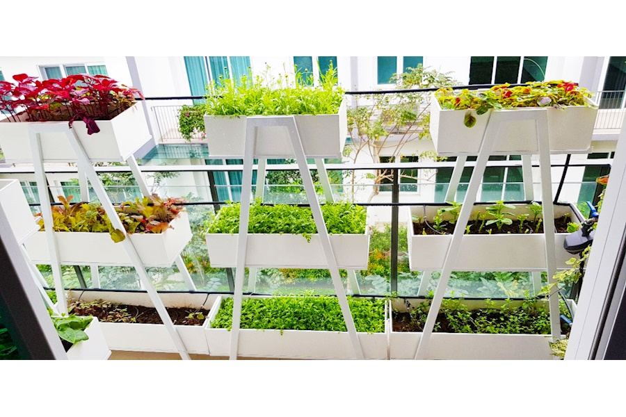 Mẫu thiết kế Rau sạch sân vườn (Mã GF71)