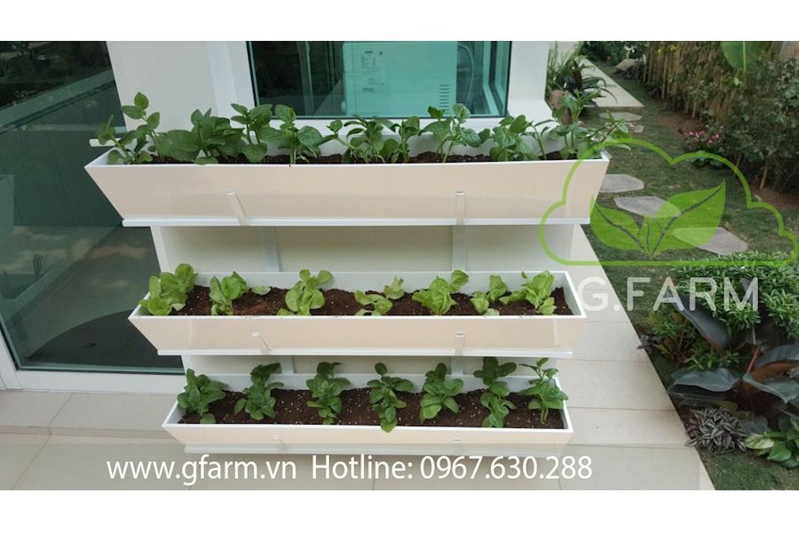 Mẫu thiết kế Rau sạch sân vườn (Mã GF71)