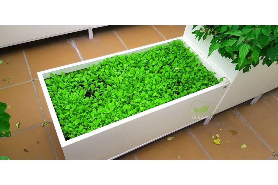 Mẫu thiết kế Rau sạch sân vườn (Mã GF72)