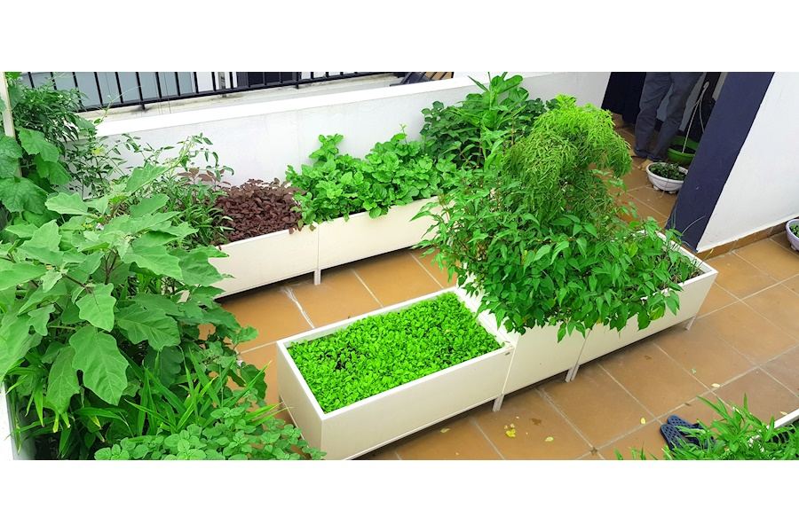 Mẫu thiết kế Rau sạch sân vườn (Mã GF72)