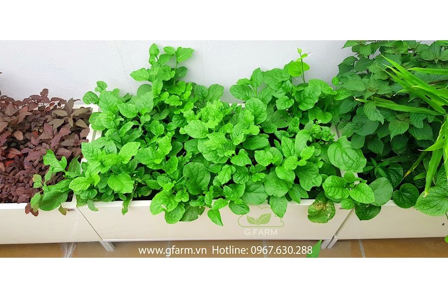 Mẫu thiết kế Rau sạch sân vườn (Mã GF72)