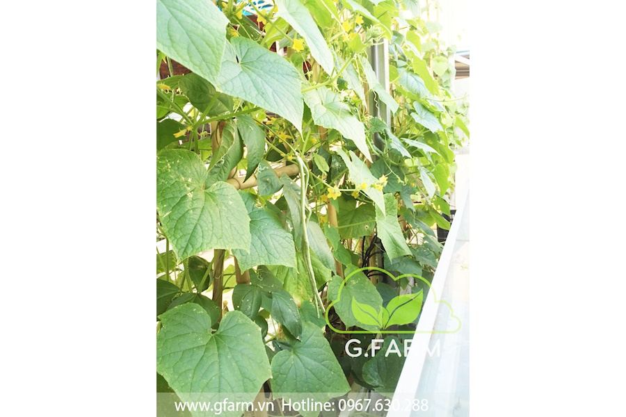 Mẫu thiết kế Rau sạch sân vườn (Mã GF73)