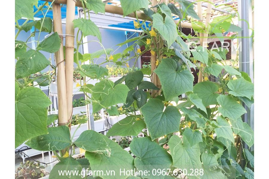 Mẫu thiết kế Rau sạch sân vườn (Mã GF73)