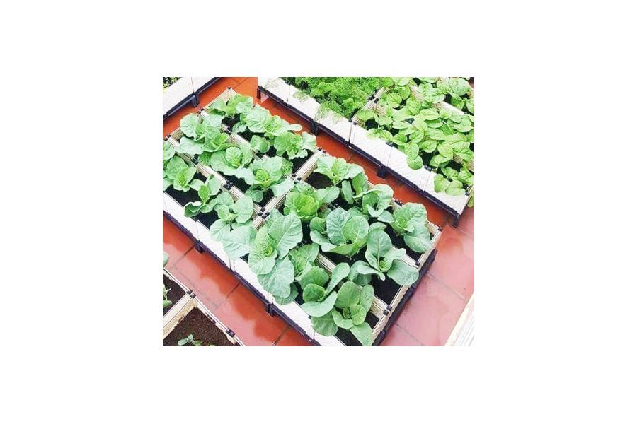 Mẫu thiết kế Rau sạch sân vườn (Mã GF74)