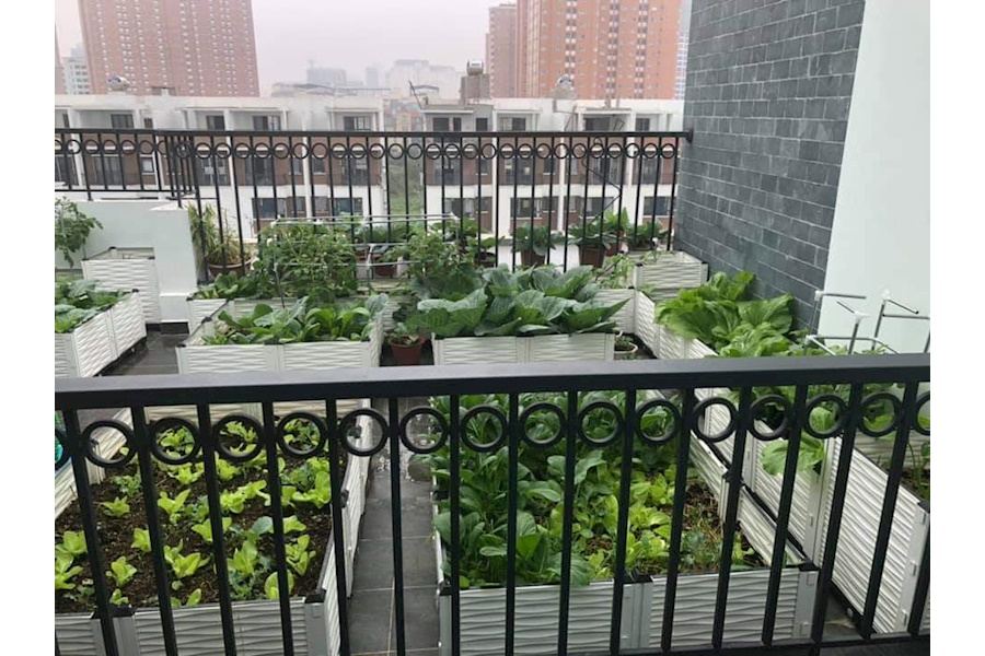 Mẫu thiết kế Rau sạch sân vườn (Mã GF74)