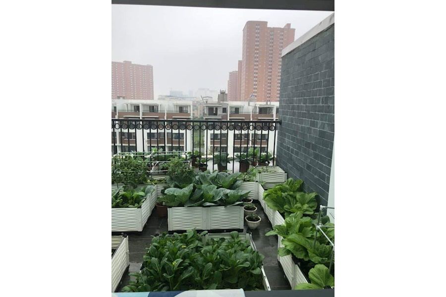 Mẫu thiết kế Rau sạch sân vườn (Mã GF74)