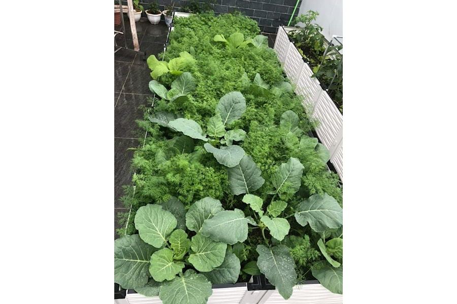 Mẫu thiết kế Rau sạch sân vườn (Mã GF74)