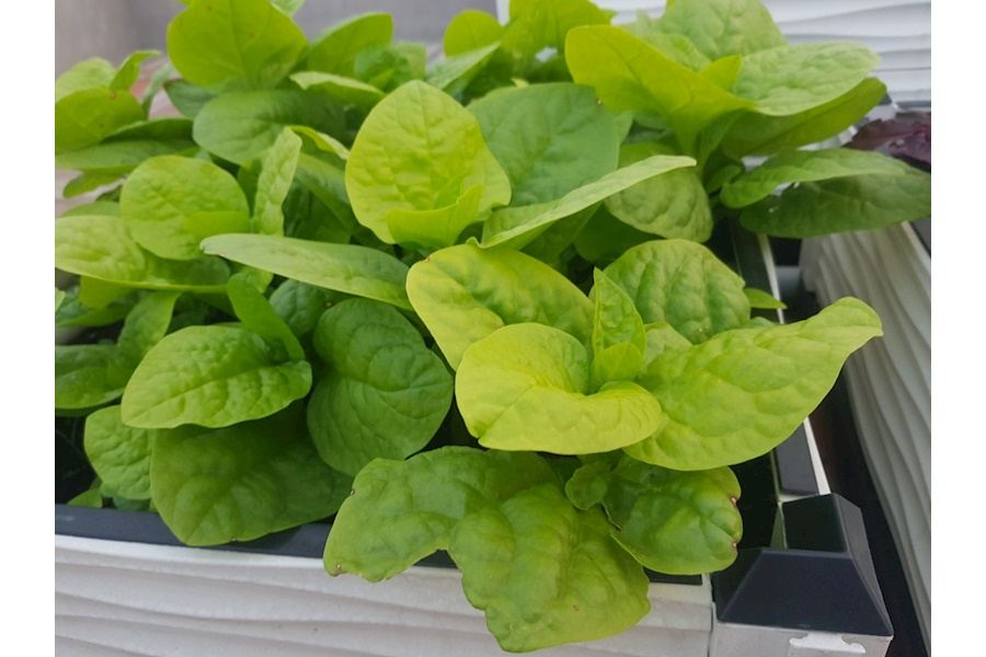 Mẫu thiết kế Rau sạch sân vườn (Mã GF75)
