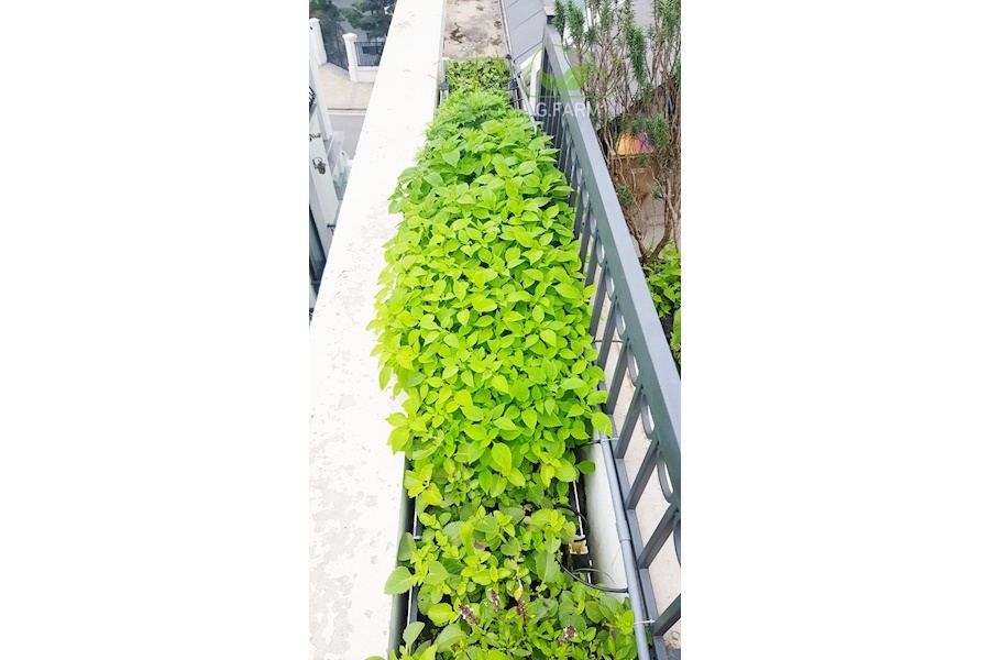 Mẫu thiết kế Rau sạch sân vườn (Mã GF75)