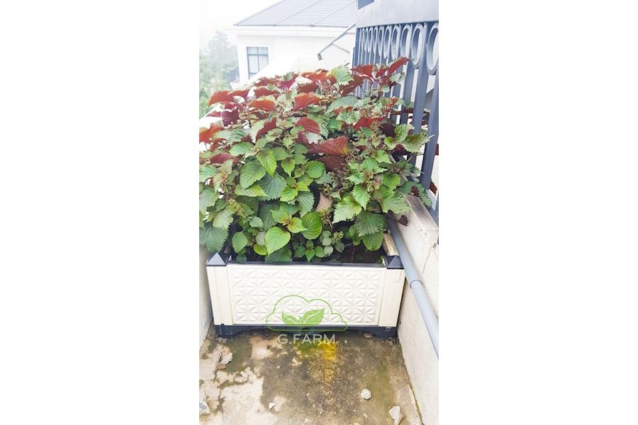 Mẫu thiết kế Rau sạch sân vườn (Mã GF75)