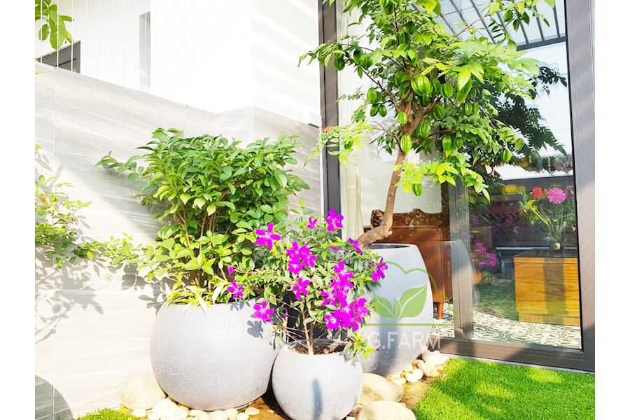 Sản phẩm Chậu trồng cây xi măng (Mã GF76)