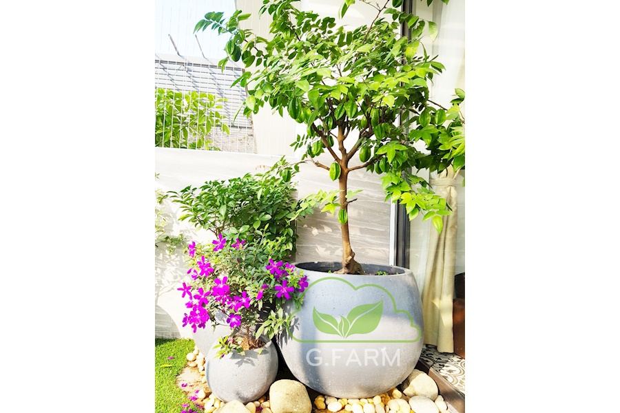Sản phẩm Chậu trồng cây xi măng (Mã GF76)