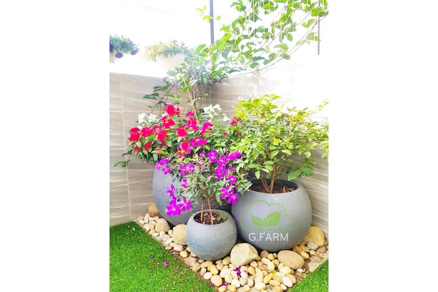 Sản phẩm Chậu trồng cây xi măng (Mã GF76)