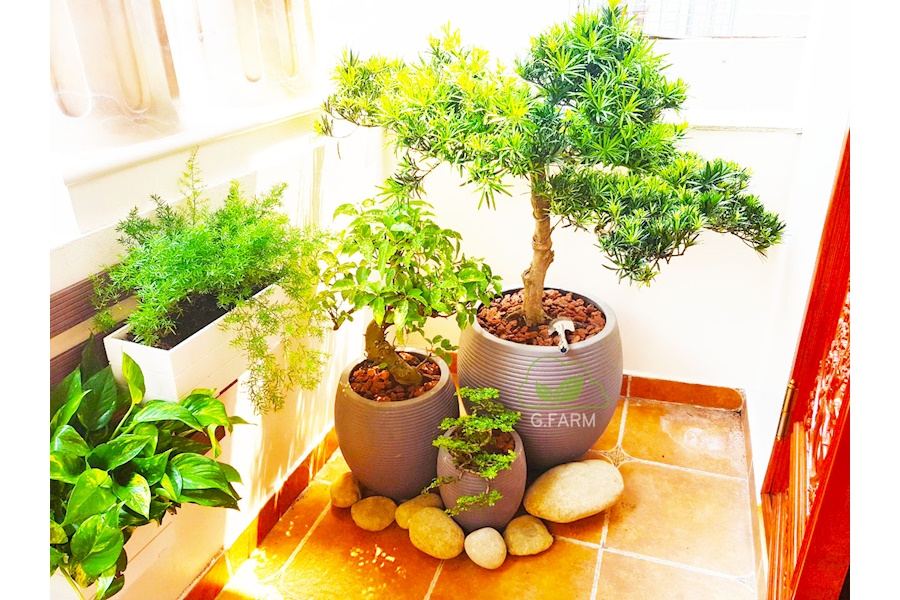 Sản phẩm Chậu trồng cây xi măng (Mã GF77)