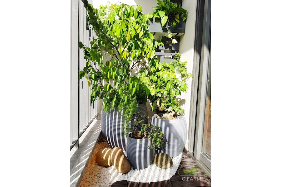 Sản phẩm Chậu trồng cây xi măng (Mã GF77)