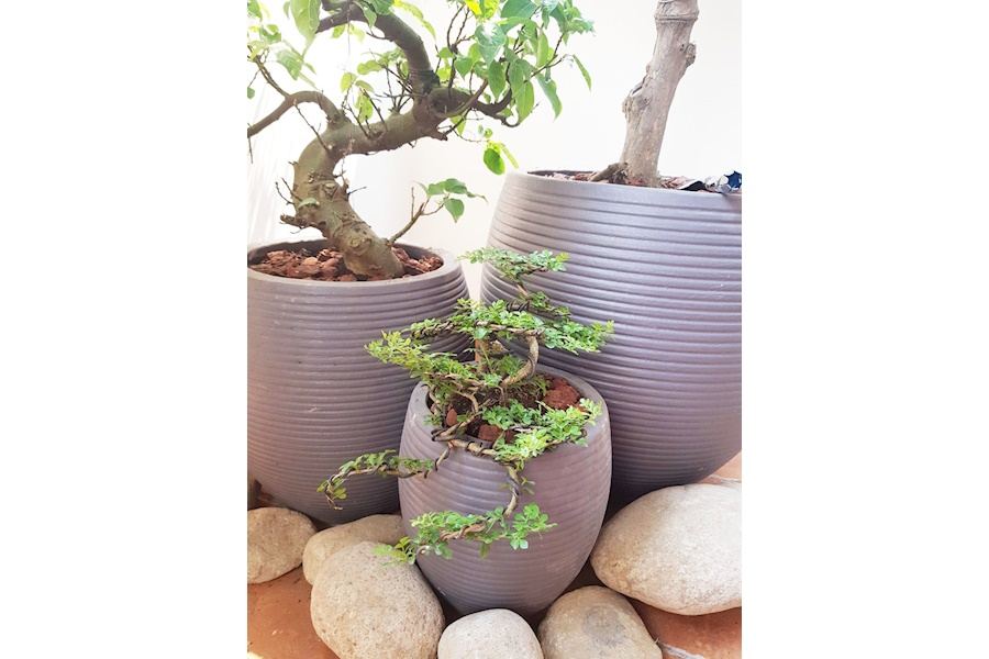 Sản phẩm Chậu trồng cây xi măng (Mã GF77)