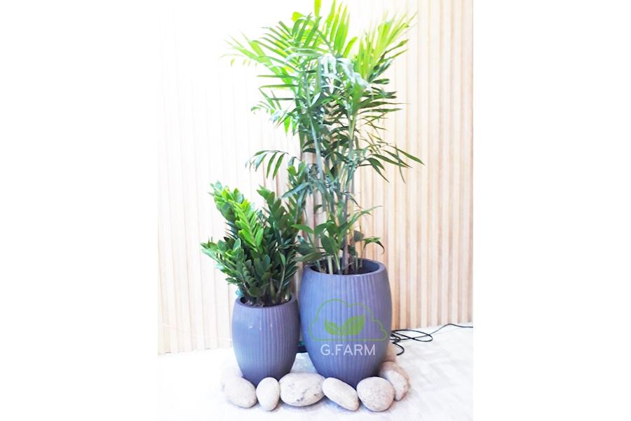 Sản phẩm Chậu trồng cây xi măng (Mã GF78)