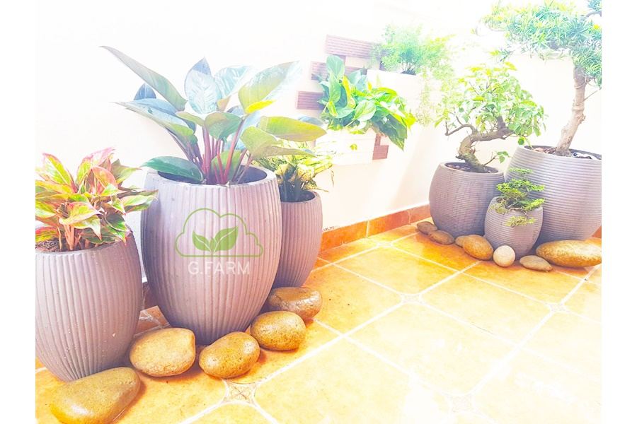 Sản phẩm Chậu trồng cây xi măng (Mã GF78)