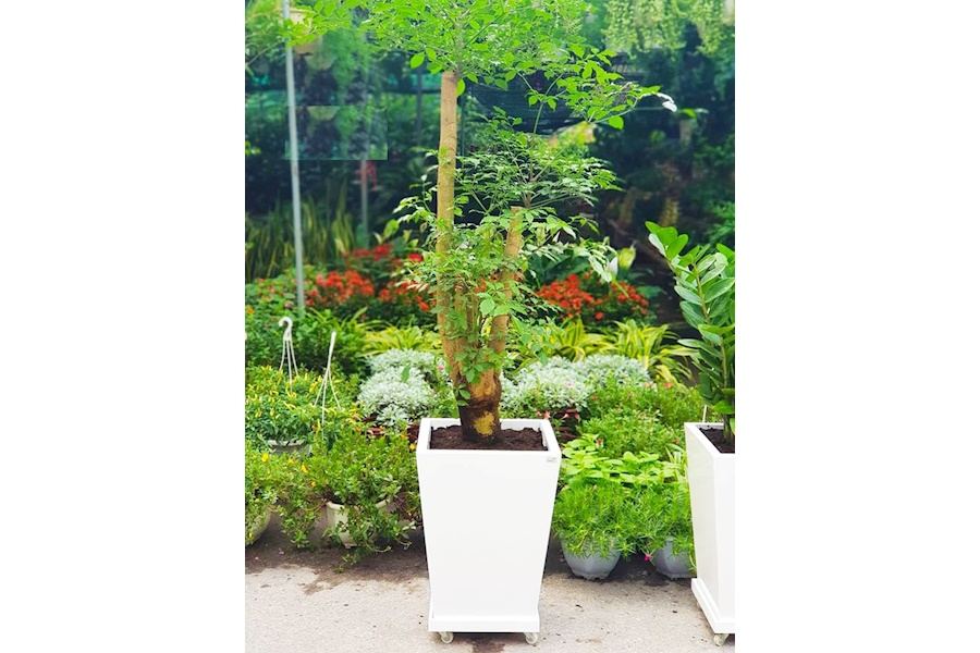 Sản phẩm Chậu trồng cây composite (Mã GF79)