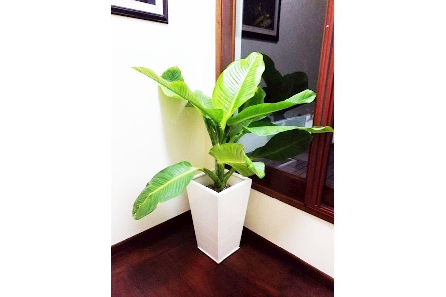 Sản phẩm Chậu trồng cây composite (Mã GF79)