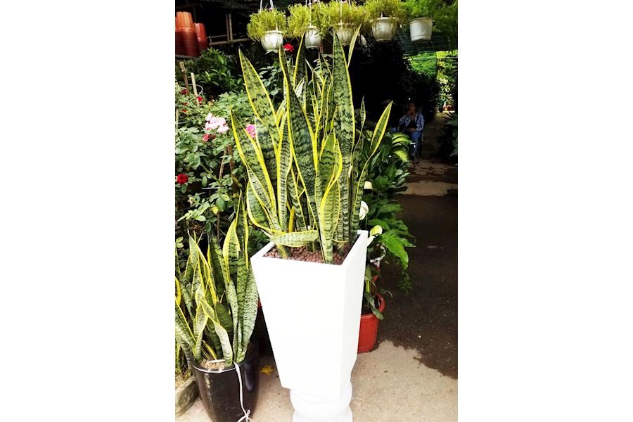 Sản phẩm Chậu trồng cây composite (Mã GF79)