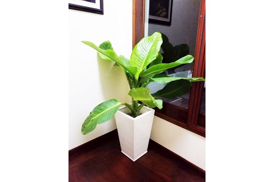 Sản phẩm Chậu trồng cây composite (Mã GF79)