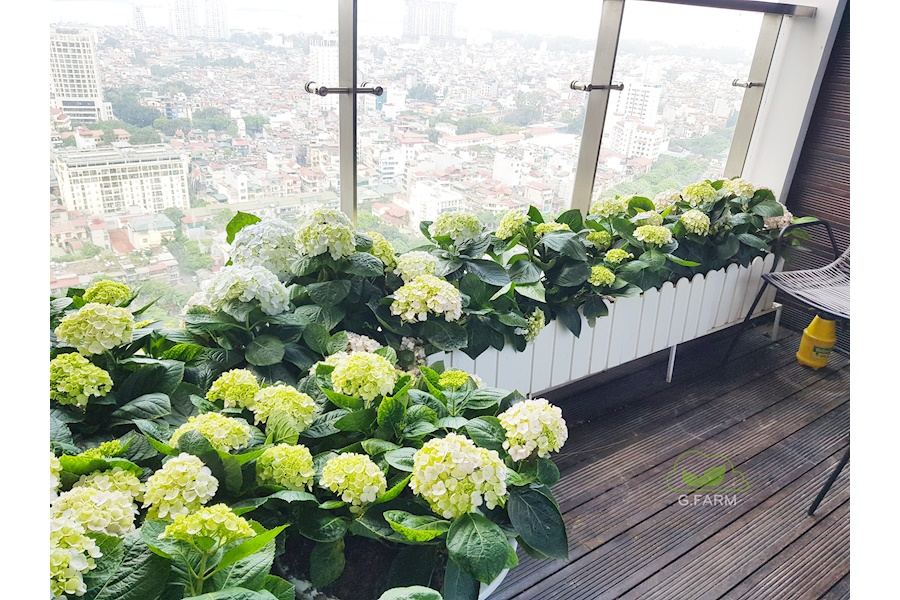 Mẫu thiết kế Ban công - Phong cách Châu Âu (Mã GF8)