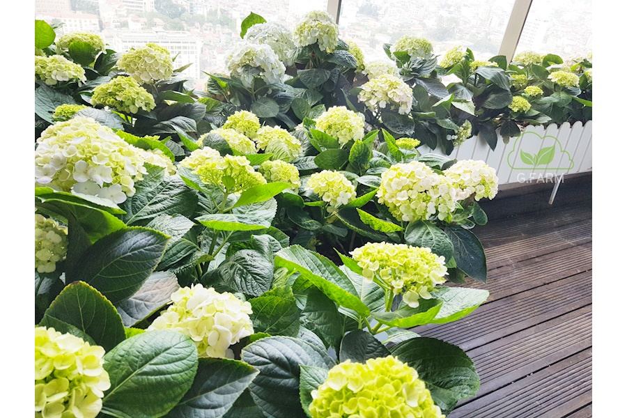 Mẫu thiết kế Ban công - Phong cách Châu Âu (Mã GF8)