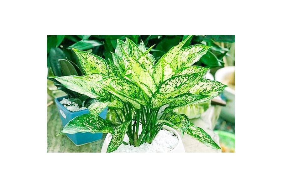 Sản phẩm Cây và Hoa (Mã GF80)
