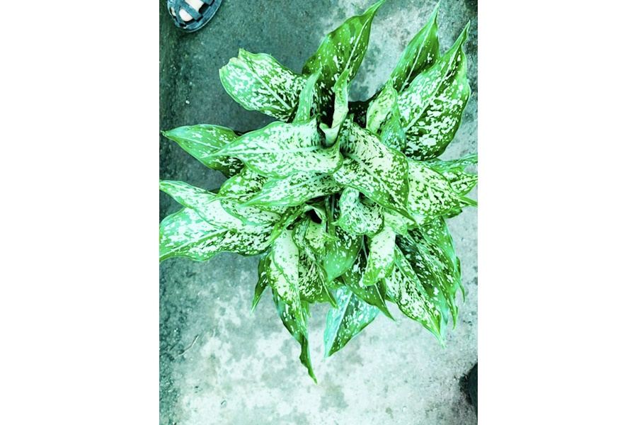 Sản phẩm Cây và Hoa (Mã GF80)