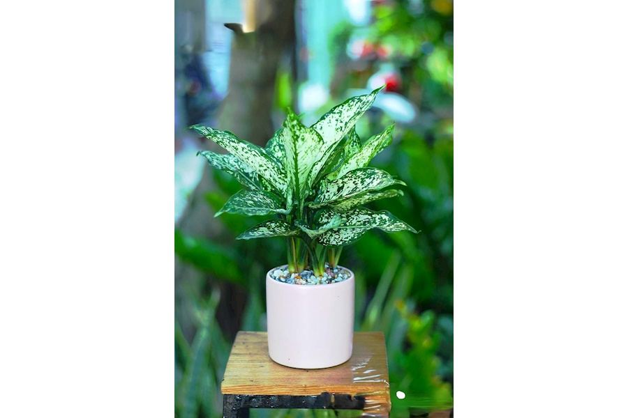 Sản phẩm Cây và Hoa (Mã GF80)