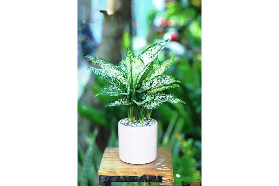 Sản phẩm Cây và Hoa (Mã GF80)