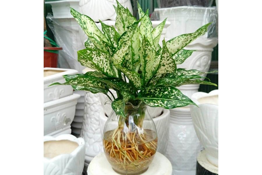 Sản phẩm Cây và Hoa (Mã GF80)