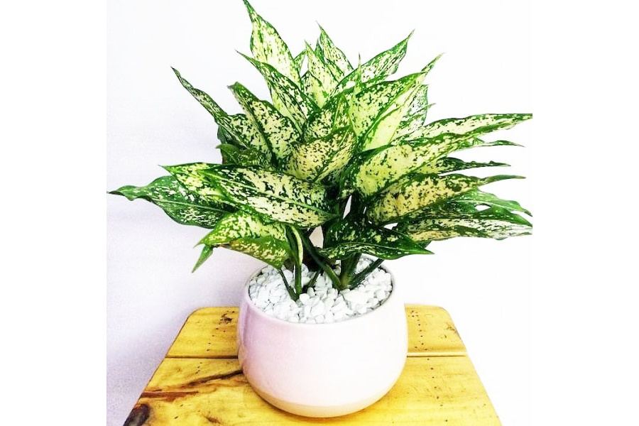 Sản phẩm Cây và Hoa (Mã GF80)