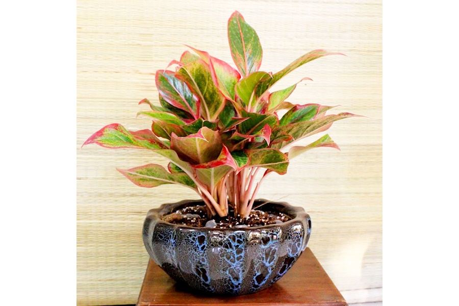 Sản phẩm Cây và Hoa (Mã GF82)