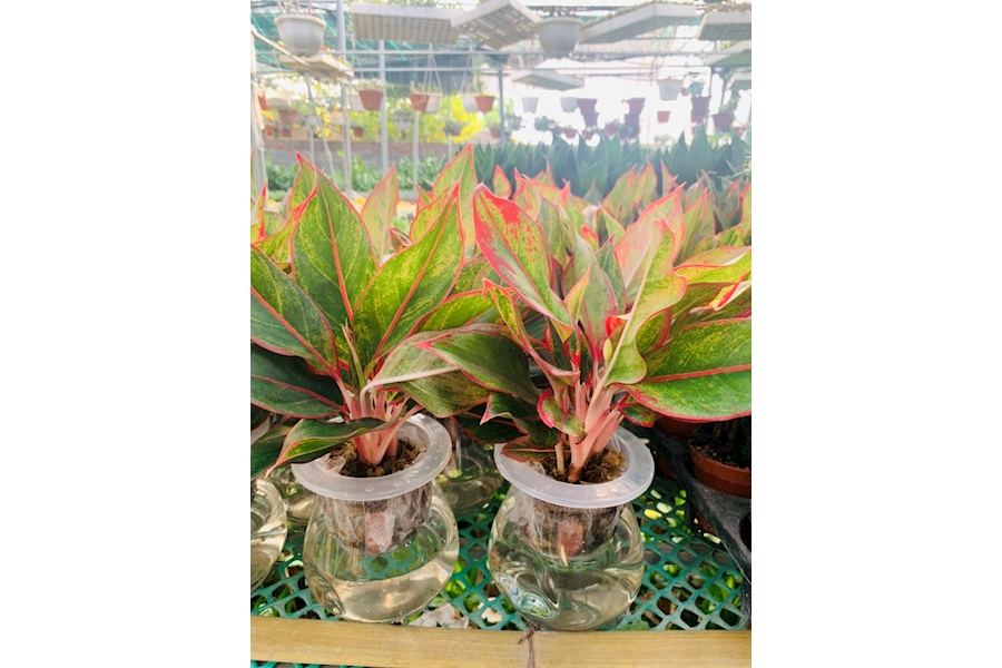 Sản phẩm Cây và Hoa (Mã GF82)